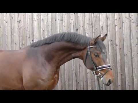 Fusionist v. Franklin - Ehrentanz I - Florestan I