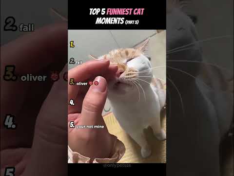 Top 5 des moments les plus drôles avec un chat (partie 3)