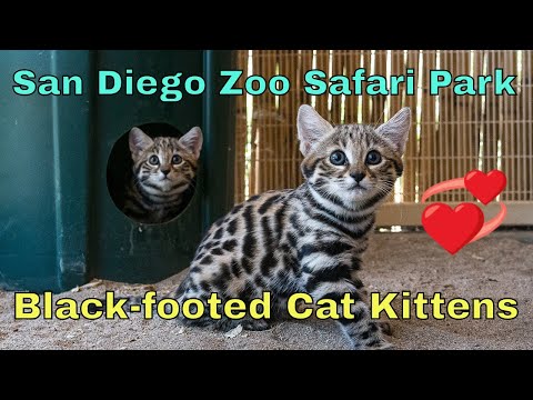 Black-footed Cat Kittens at the San Diego Zoo Safari Park