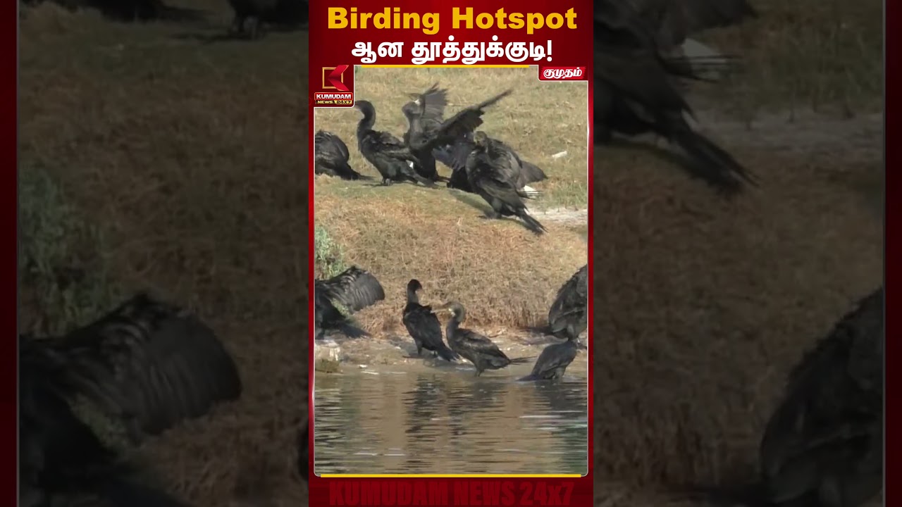ஆயிரக்கணக்கான அரிய நீர்ப்பறவைகள்; ‘Birding Hotspot’ ஆகும் தூத்துக்குடி! | Thoothukudi | Kumudam News