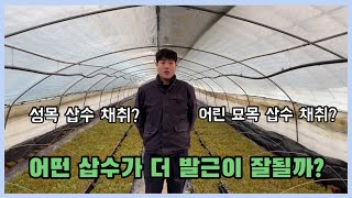 어떤 삽수를 채취해야 삽목이 잘 될까?