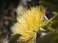 The Ohia The Story Of Hawaii S Tree