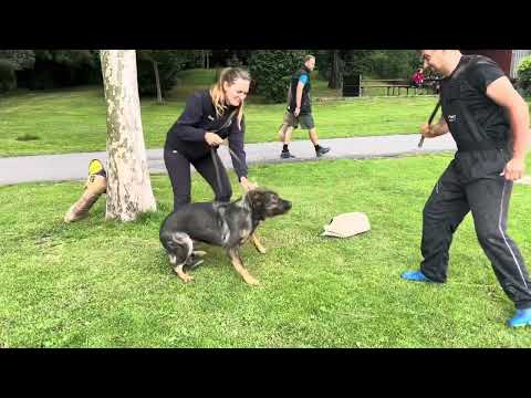 Chilli z Jukasu - protection training - 7/2025