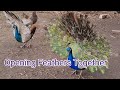 Two Young Peacocks Opening Feathers in Same time