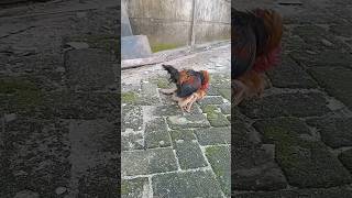 Download lagu Proses Perkawinan Ayam Serama #chicken #ayam #ayamserama #seramachicken #perkawinan #seramania mp3