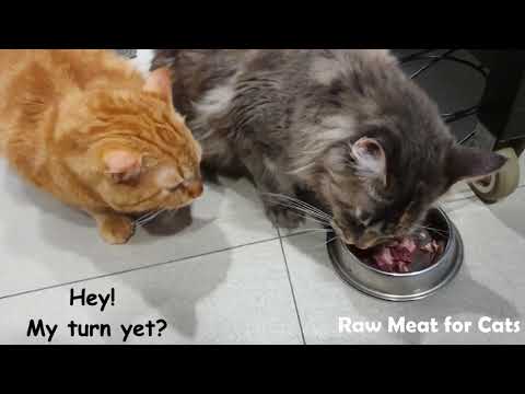 Raw Meat for Maine Coon Cats