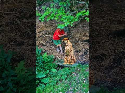 Leopard #621 #youtubeshorts