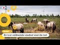 150 konikpaarden verhuizen van Nederland naar Wit Rusland