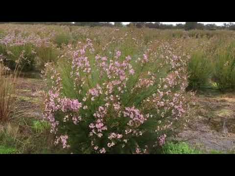 Waxflower Helix Kerryn (PBR)