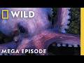 Secrets Of The Octopus The Ocean S Masterminds MEGA EPISODE Nat Geo Animals