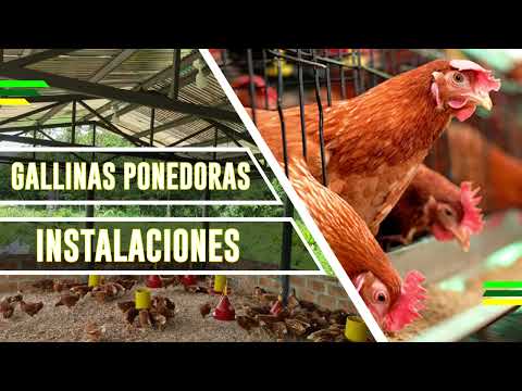, title : 'Instalaciones para gallinas ponedoras'