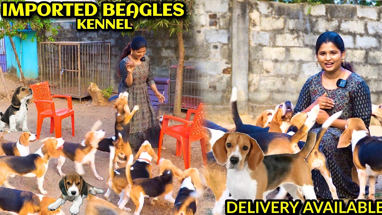 Watch video Dog kennel in Chennai | Beagle Dogs Now Dog kennel in Chennai | Beagle Dogs