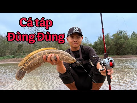 1 Ngày Lure Dạo Với Chuột Trơn, Cá Táp Đùng Đùng