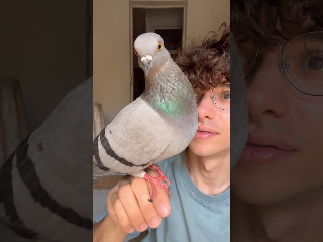 Vídeo relacionado con Paloma Para Hombres Mujeres Niños Palomas Amante Paloma Camiseta