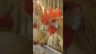 Chicken Sounds (The Rhythmic Clucking of a Busy Coop)