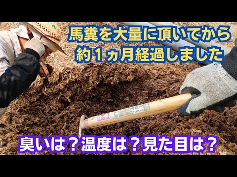 堆肥化した馬糞の使い方は？肥沃な作物を育てるための利点とヒント  庭園