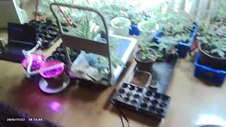 ミニトマト種蒔きから50日目(前回の動画からは30日目)の様子です。