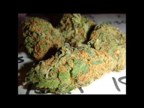 Zelje -  Nama je Dzu Ko Isusu Pogaca