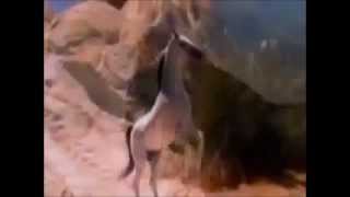 Elizabeth Gillies - Wild Horses