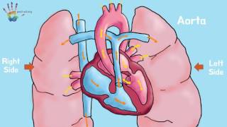 Intro to Heart with watermark