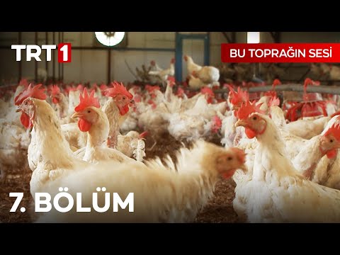 Bu Toprağın Sesi 7. Bölüm