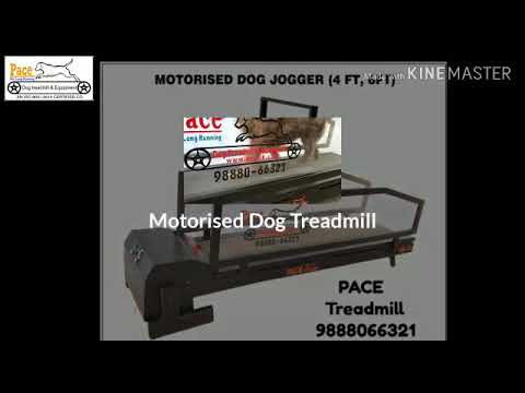 6FT Motorized Dog Treadmill