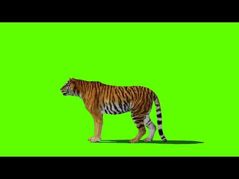 Tiger Green Screen | Green Screen Tiger Attack, Style - 2 | No Copyright Video |