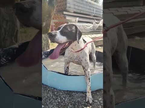 Video di MATISSE