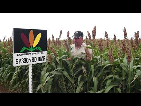 Sorghum Partners ® Product Profile- SP3905 BD BMR