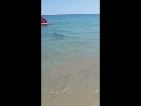 Squalo a Sibari in riva al mare 18/6/2018