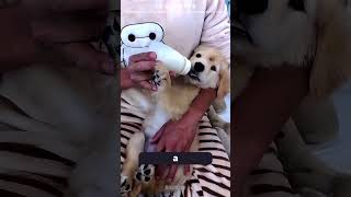 O PRIMEIRO CACHORRO UNICÓRNIO