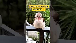 Download lagu Suara Ketawa Burung Ini Bikin Orang Salah Paham 🤯 | Fakta Kookaburra mp3