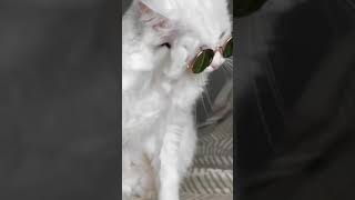 cool cat again 😍😍