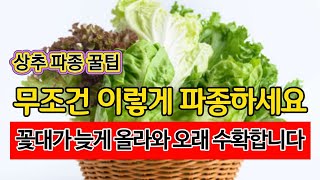 상추 무조건 이렇게 파종하세요. 꽃대가 늦게 나와 오래 수확합니다