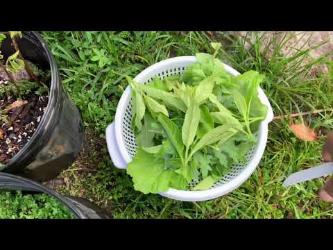 GUYANESE TROPICAL KITCHEN GARDEN (Green Salad)