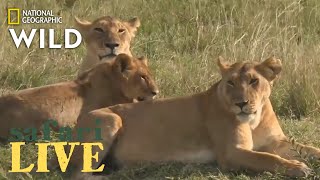 Safari Live - Day 200 | Nat Geo Wild by Nat Geo WILD