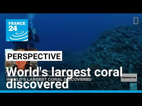 Diver Paul Rose describes 'brilliant feeling' of world's largest coral discovery • FRANCE 24