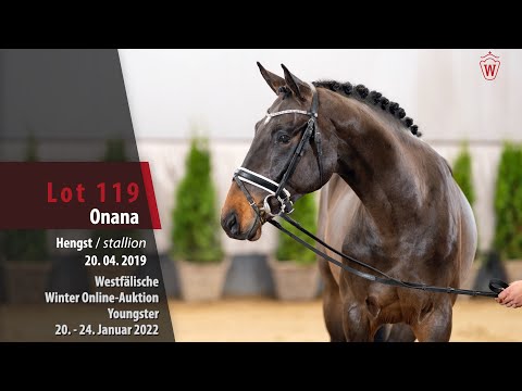 Online Winter-Auktion Lot 119 Onana Hengst v. Baltic VDL (KWPN) -  Sheraton