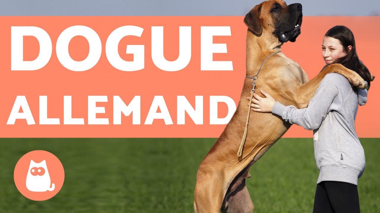 Dogue Allemand ou Grand Danois - Chien GÉANT
