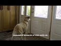 Play Video: What is Separation Anxiety in Dogs?
