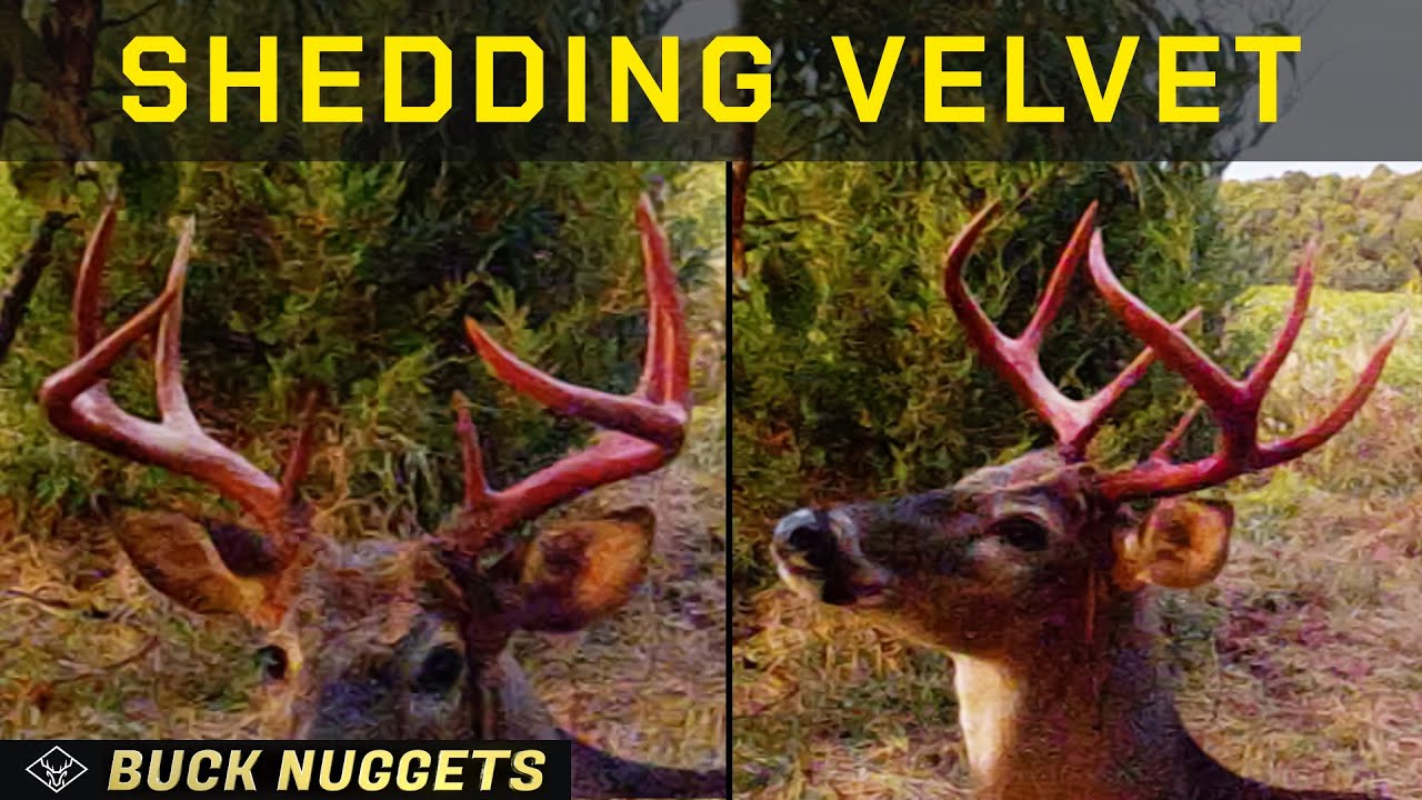 Buck Shedding Velvet Get ready for the Whitetail SHIFT! The Deer