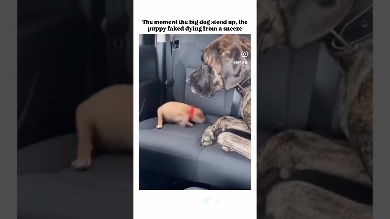 Wake up big dog! 😳😂