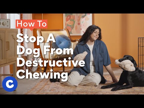 How To Stop A Dog From Destructive Chewing | Chewtorials
