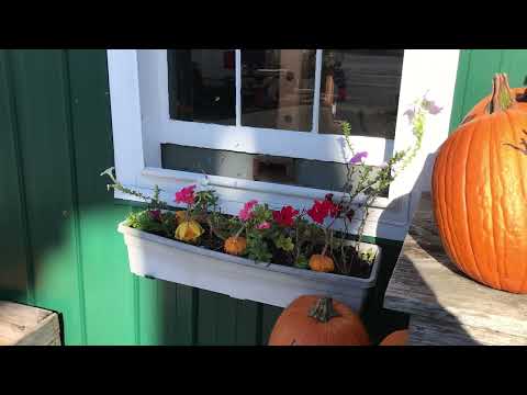 Chazy Orchards farm store bees and $2 dozen eggs !!!!