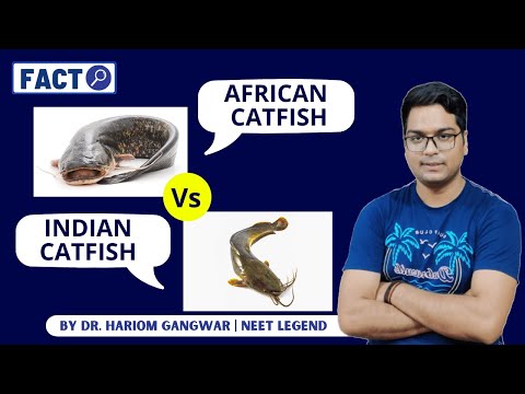 African Catfish Vs Indian Catfish #Fact By Dr. Hariom Gangwar