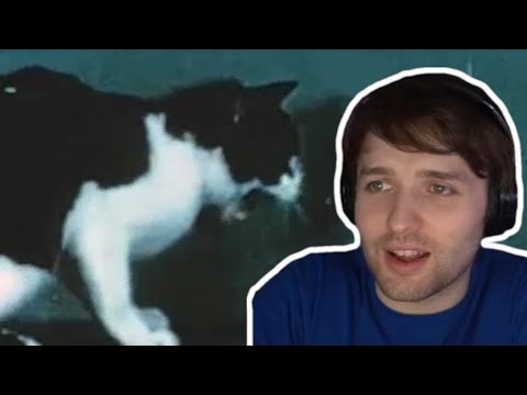 Katze auf LSD Experiment - Was passiert, wenn man Tieren Acid gibt? - DON´T DO THIS!