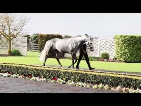 Reliable Man: Derby Winning Sire