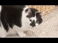 Simba And Boo Share A Squeeze Up Stella S Favorite Mouse S3 E15 Cat Family Vlog