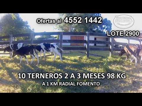 Lote 10 Terneros 10 HO 98 Kgkg -  en Nueva Helvecia