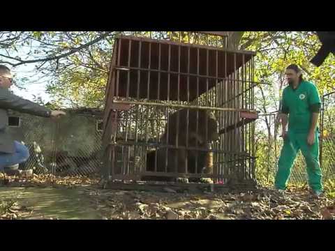 Le premier pensionnaire d’Arosa Terre des Ours